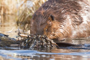 görüntü doğa serisi