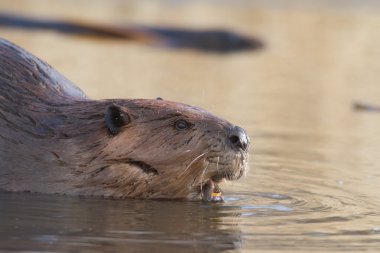 görüntü doğa serisi