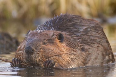 görüntü doğa serisi