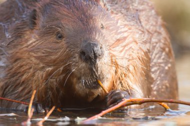 görüntü doğa serisi