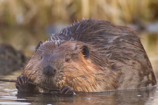 Image from nature series — Stock Photo, Image