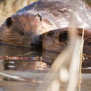 görüntü doğa serisi