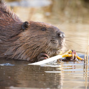 görüntü doğa serisi