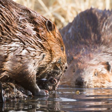 görüntü doğa serisi