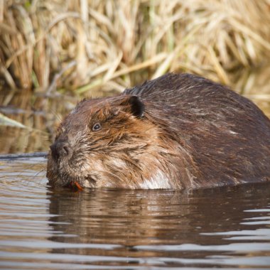 görüntü doğa serisi