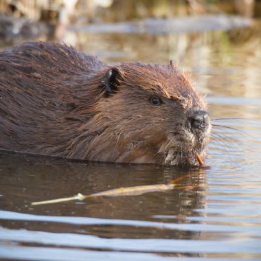 görüntü doğa serisi