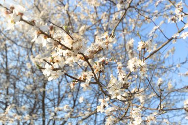 görüntü doğa serisi