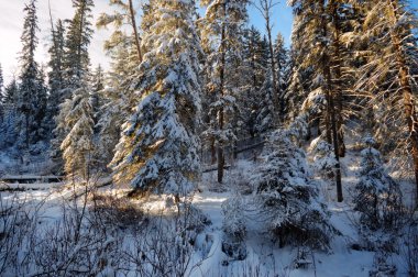 görüntü doğa serisi