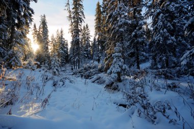 görüntü doğa serisi