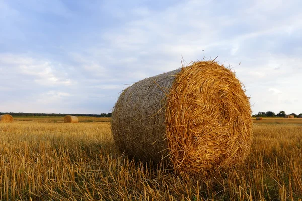 Bild från naturen-serien — Stockfoto