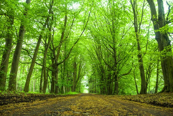 Immagine dalla serie natura — Foto Stock