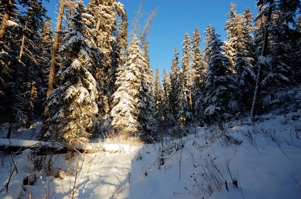 görüntü doğa serisi