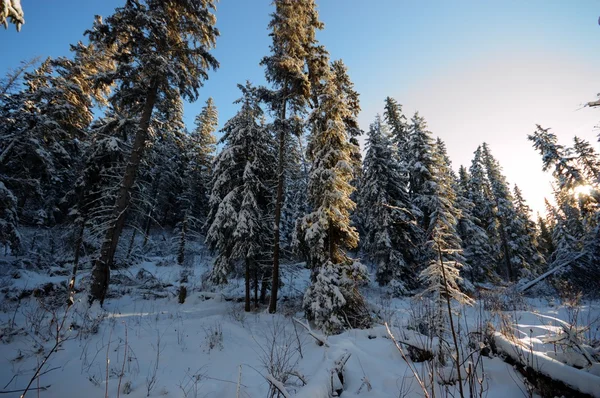 görüntü doğa serisi