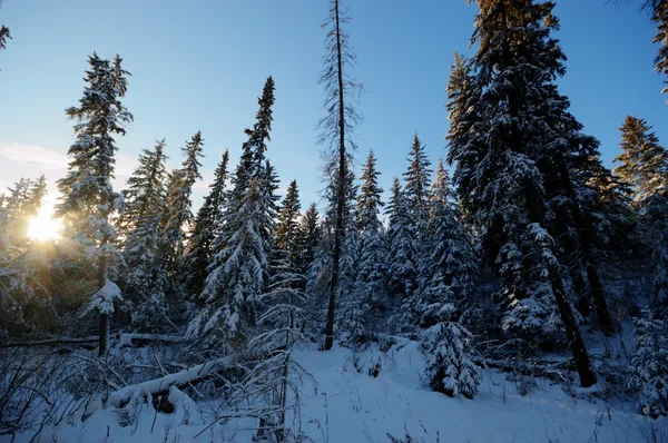 görüntü doğa serisi