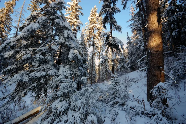 görüntü doğa serisi