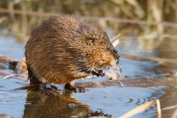 Obraz z serii natura — Zdjęcie stockowe