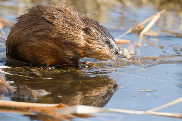 Beeld uit natuur-serie — Stockfoto