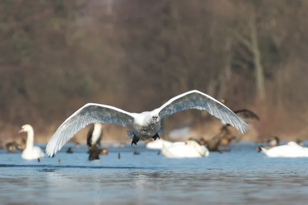 Obrázek ze série nature — Stock fotografie