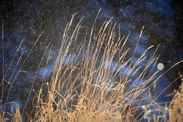 Bild från naturen-serien — Stockfoto