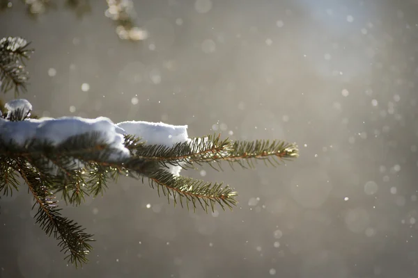 Bild aus der Natur-Serie — Stockfoto