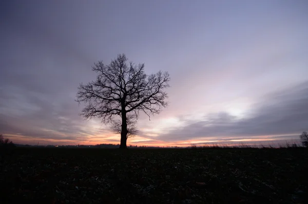 Immagine dalla serie natura — Foto Stock