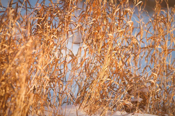 Obraz z serii natura — Zdjęcie stockowe