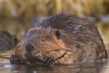görüntü doğa serisi