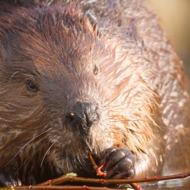 görüntü doğa serisi