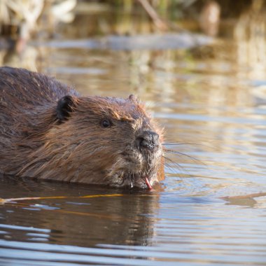 görüntü doğa serisi