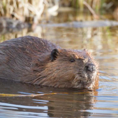görüntü doğa serisi