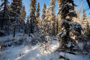 görüntü doğa serisi