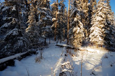 görüntü doğa serisi