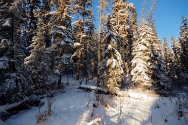 görüntü doğa serisi