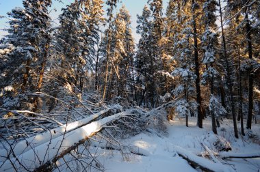 görüntü doğa serisi