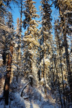 görüntü doğa serisi