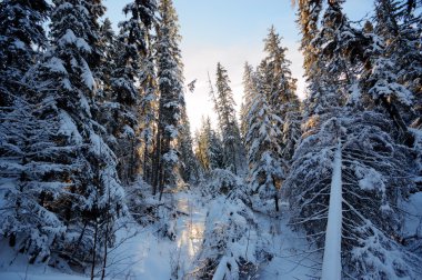 görüntü doğa serisi