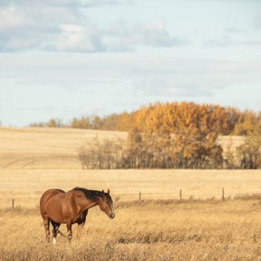 görüntü doğa serisi