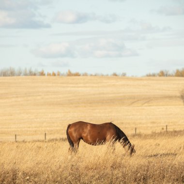 görüntü doğa serisi