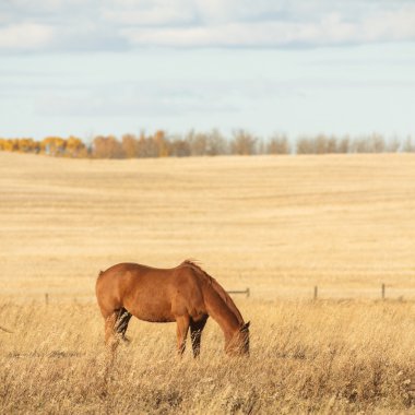 görüntü doğa serisi