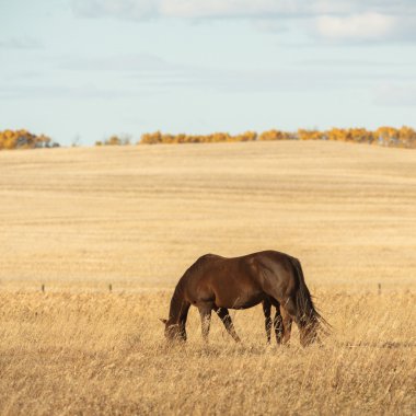 görüntü doğa serisi