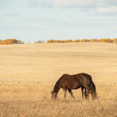 görüntü doğa serisi