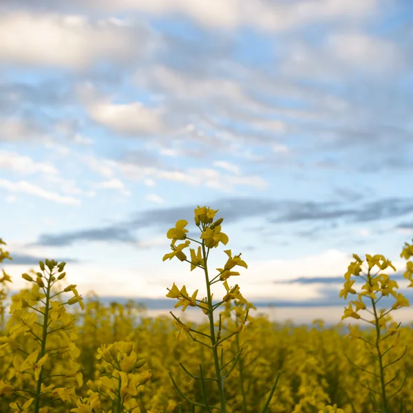 Image from nature series — Stock Photo, Image