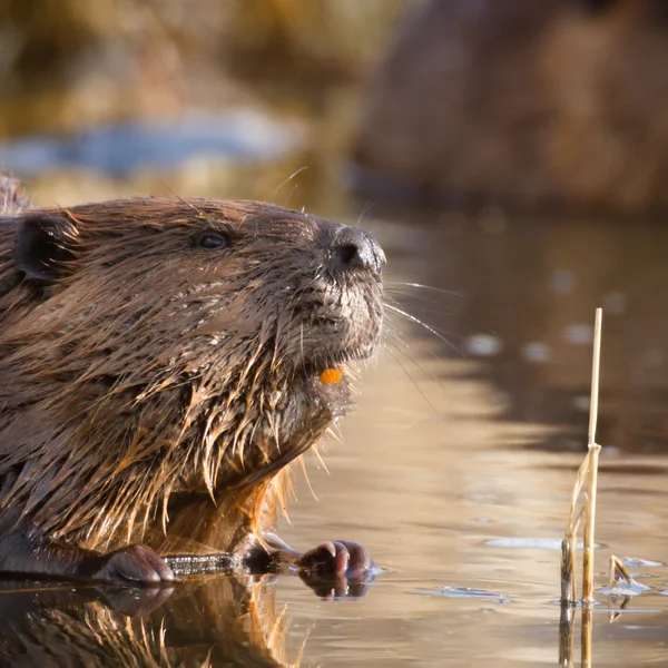 Immagine dalla serie natura — Foto Stock