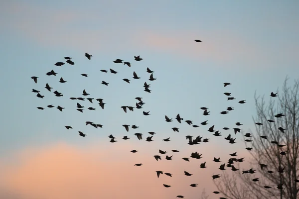 Imagem da série natureza — Fotografia de Stock