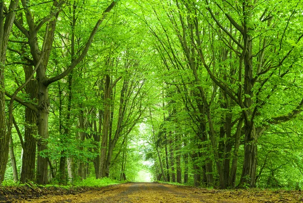 Bild från naturen-serien — Stockfoto