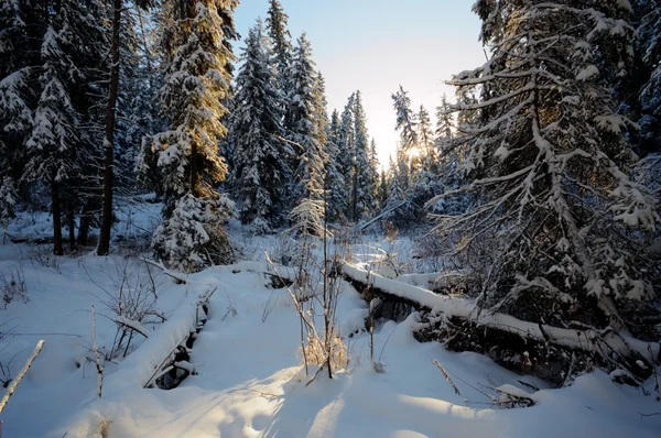 görüntü doğa serisi