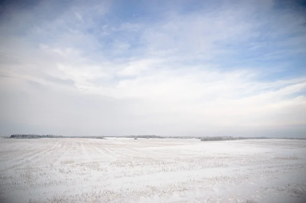 Immagine dalla serie natura — Foto Stock