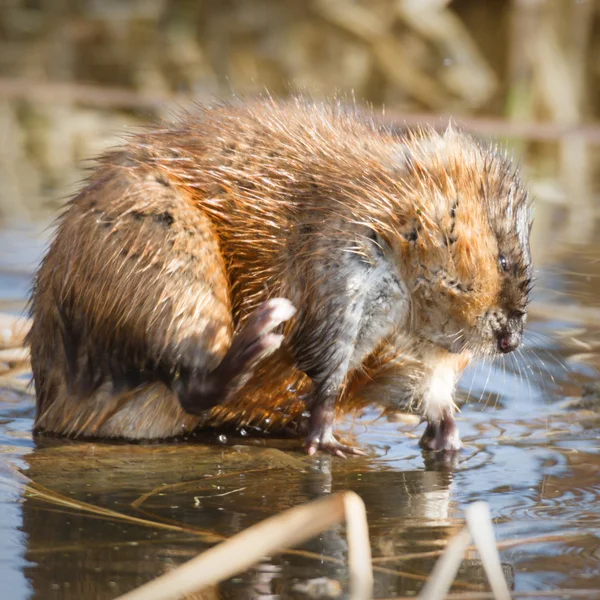 Beeld uit natuur-serie — Stockfoto