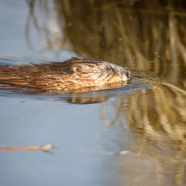 Image from nature series — Stock Photo, Image