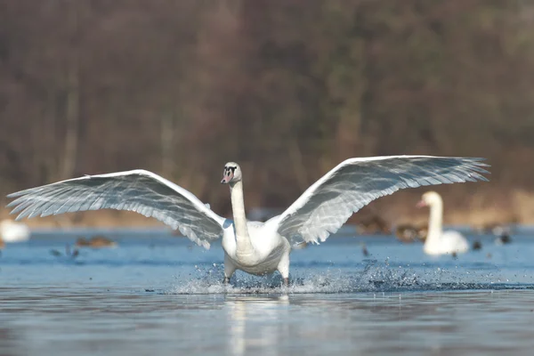 Bild från naturen-serien — Stockfoto